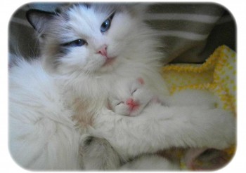 Ginger et son chaton - 13  jours - Chatterie Ragdolls du Val de Beauvoir